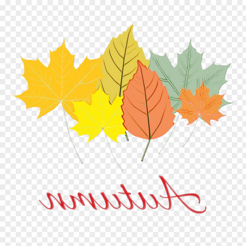 Autumn Deciduous Maple Leaf PNG
