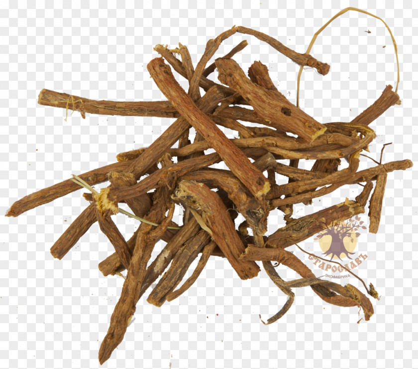 Glycyrrhiza Liquorice Root Herbaceous Plant Ingredient PNG