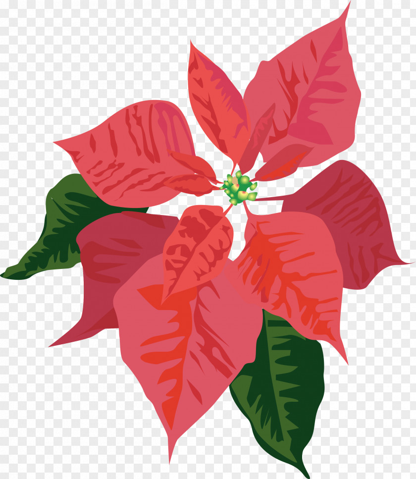 Northfield Youth Choirs Clip Art Christmas Poinsettia Openclipart Free Content PNG