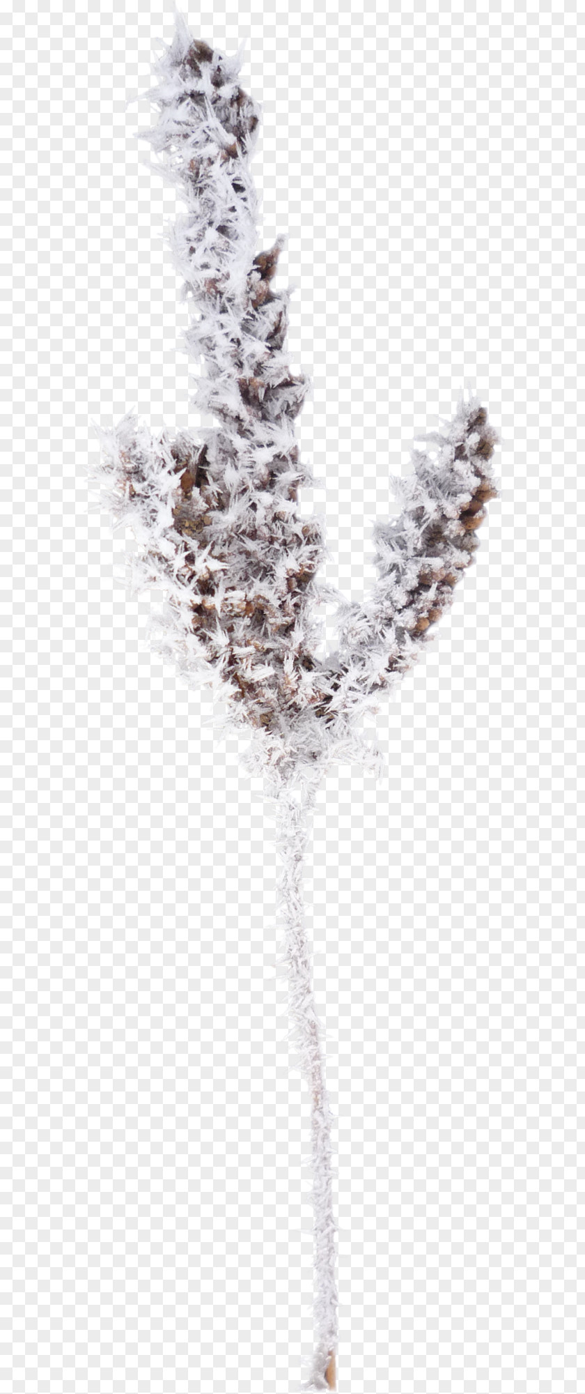 Snow Branch Winter PNG