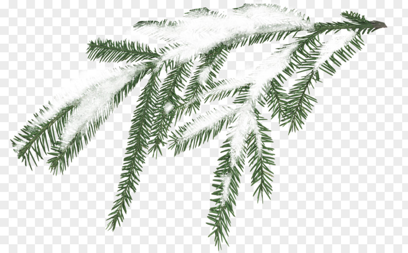White Snow Sticks Tree Branch Pine PNG