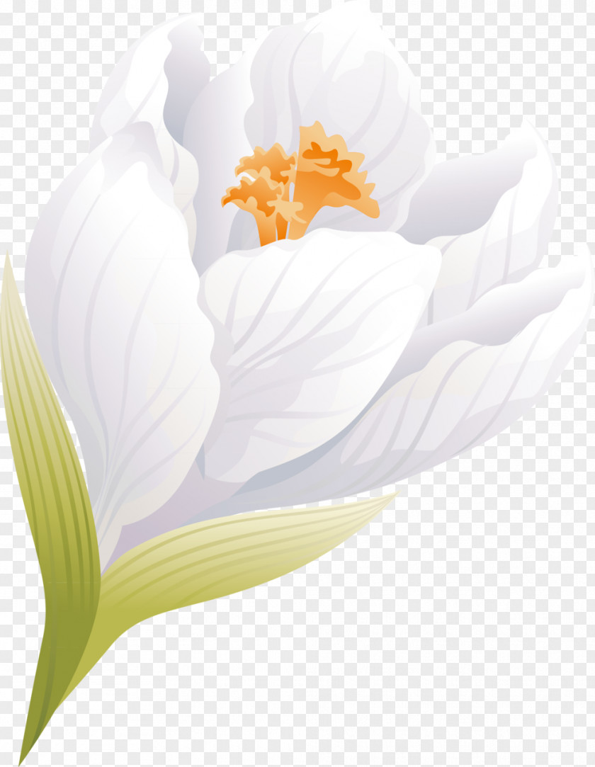 65 Flowering Plant Desktop Wallpaper Computer Close-up PNG