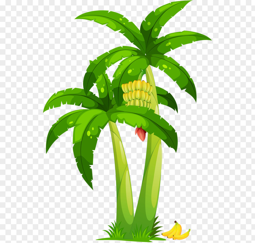 Banana Coconut Arecaceae Clip Art PNG