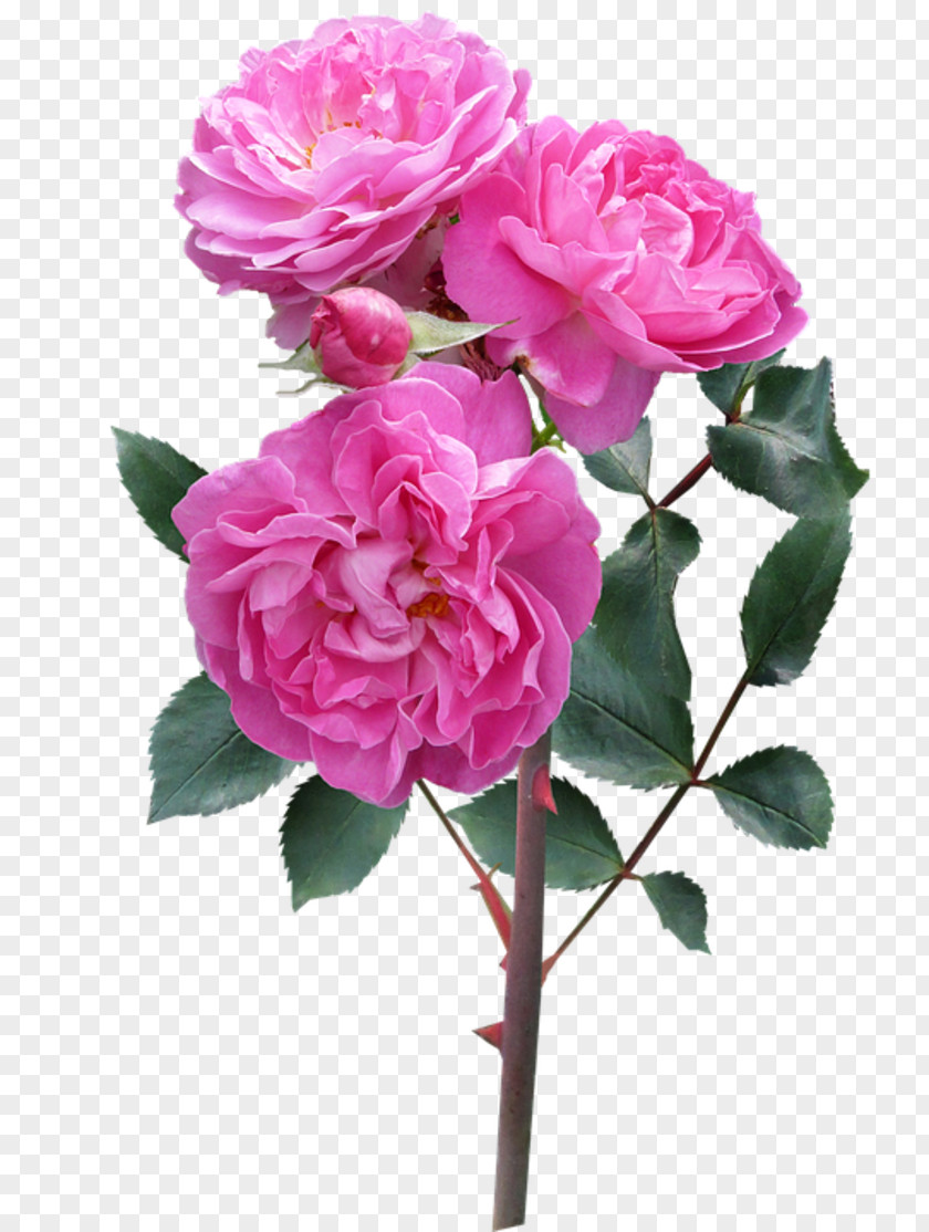 Flower Garden Roses Cabbage Rose French Floribunda Memorial PNG