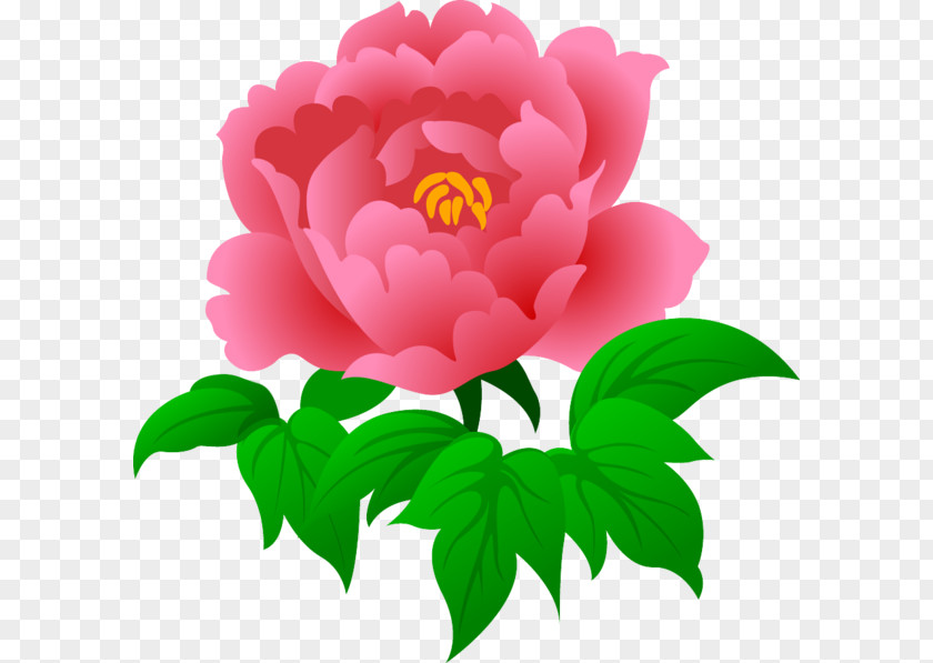 Flower Moutan Peony Rosa Chinensis Clip Art PNG