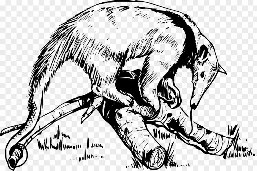 Giant Anteater Aardvark Drawing Clip Art PNG