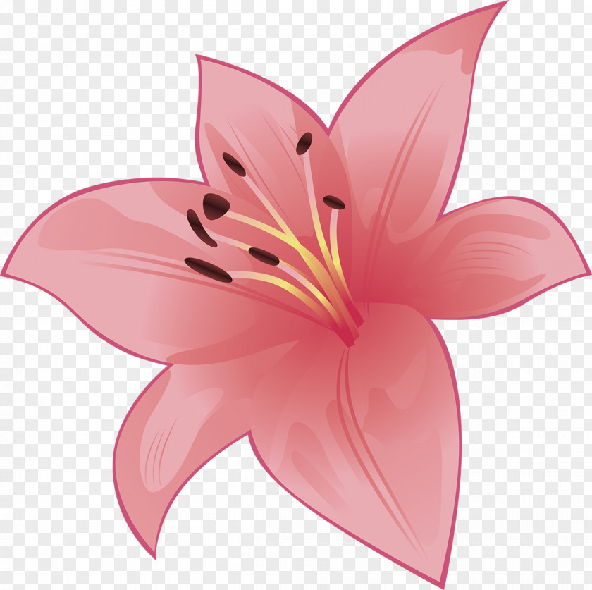 Lilly Cut Flowers Liliaceae Plant Lilium PNG