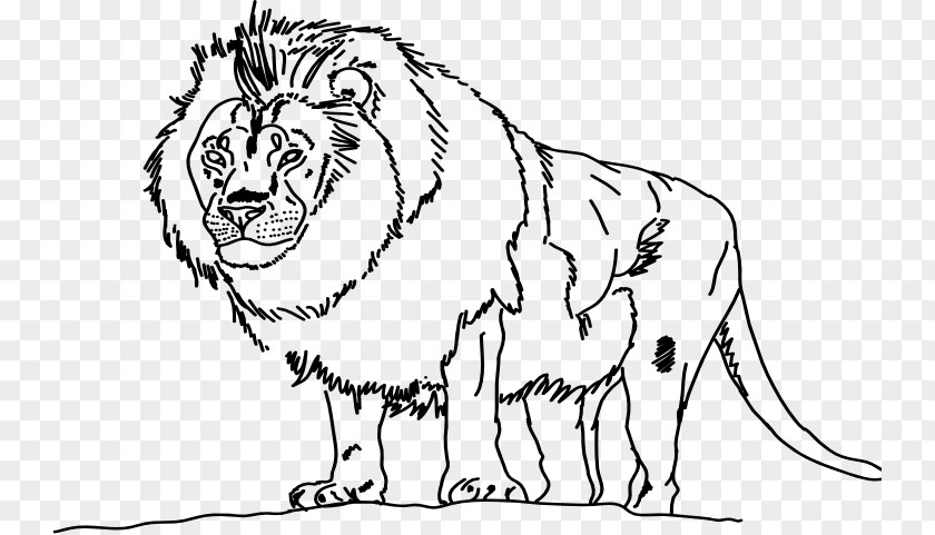 Lion Line Art Tiger Whiskers Drawing PNG