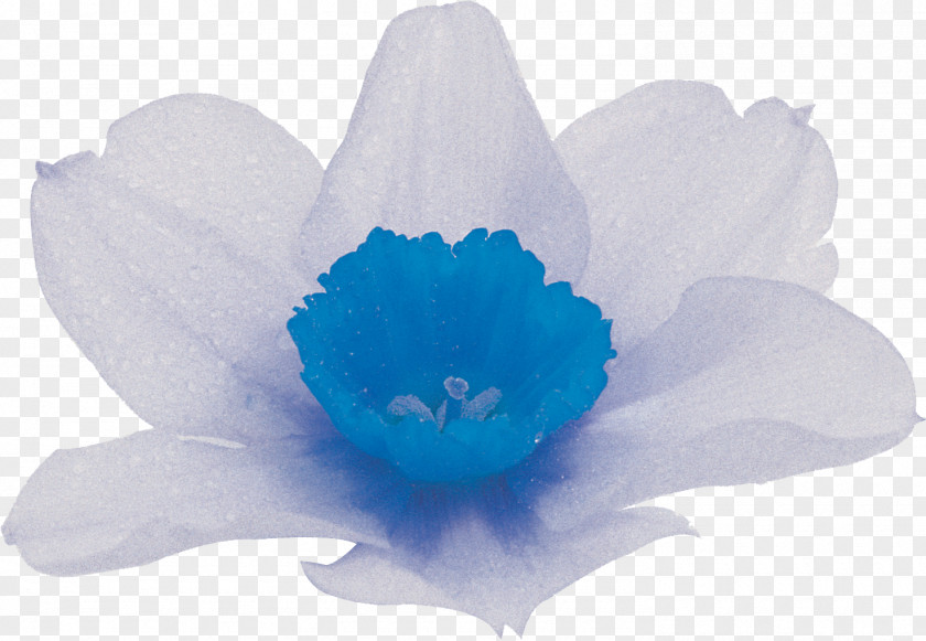 Narcissus Flower Petal PNG