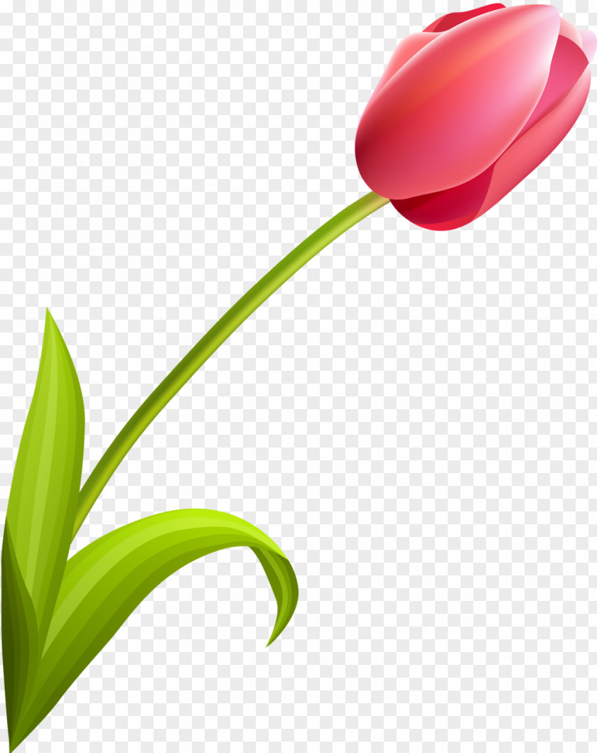 Tulip Flowering Plant Liliaceae PNG