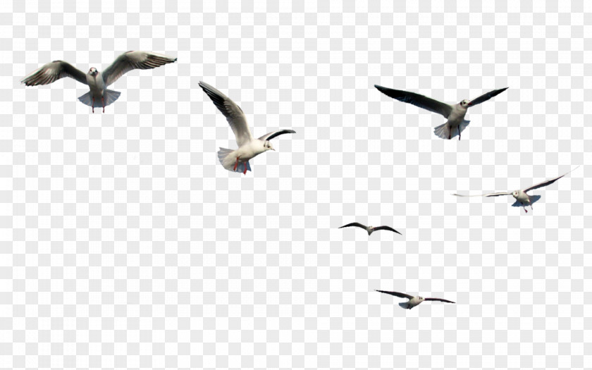 Flying Birds Gulls Bird Flight Clip Art PNG
