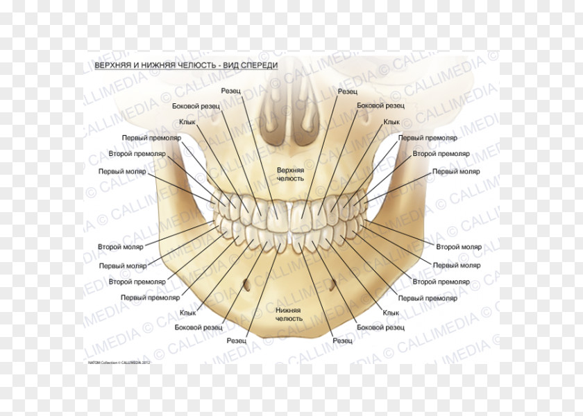 Mandible Maxilla Human Anatomy Alaleuanluu PNG