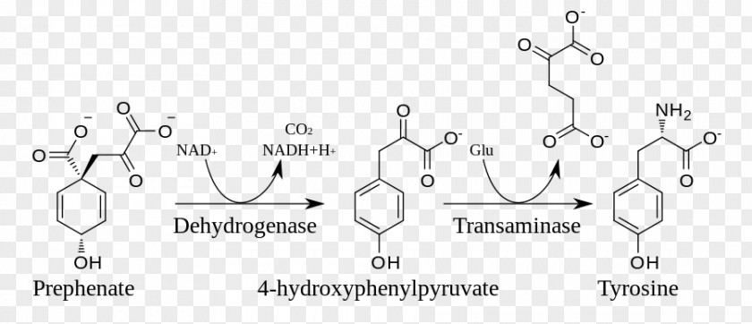 Tyrosine Shikimate Pathway Biosynthesis Shikimic Acid Metabolic PNG