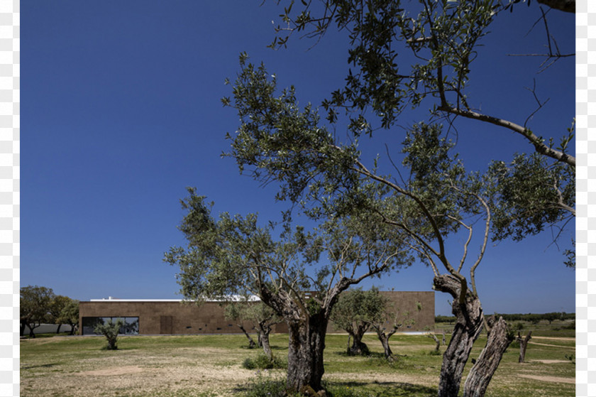 Évora, Suites & SPA Architecture FG+SG Fotografia De ArquitecturaHotel Ecorkhotel PNG