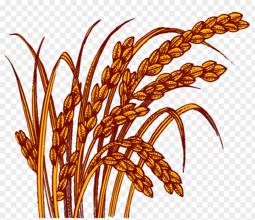 Brown Rice PNG