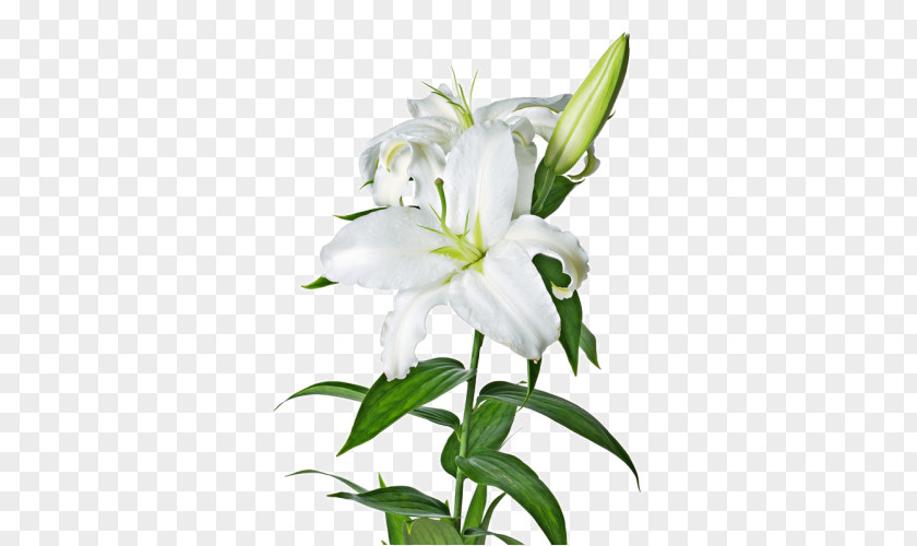 Flower Easter Lily Madonna Lilium ‘Casa Blanca’ Clip Art PNG