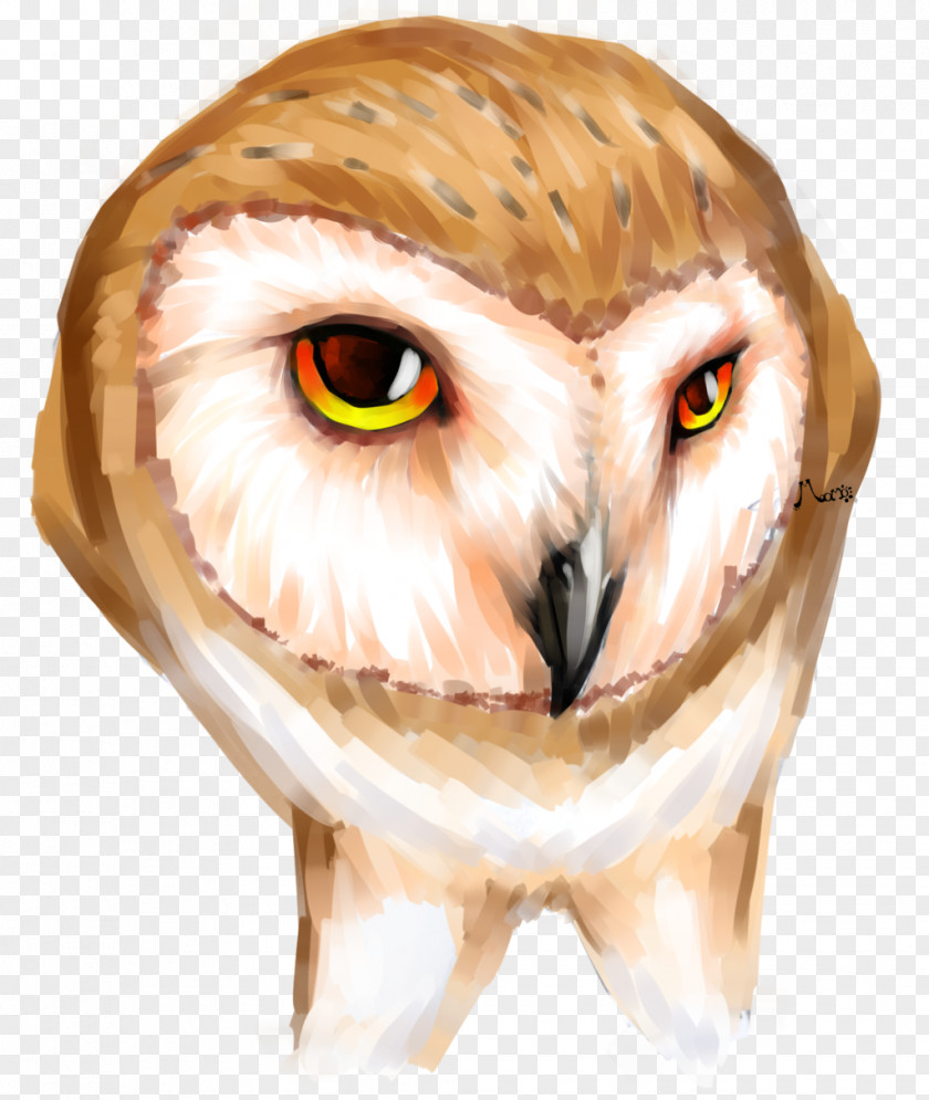 Owl Eye Beak Snout Close-up PNG