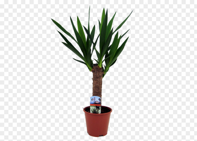Plant Arecaceae Yucca Flowerpot Houseplant Stem PNG