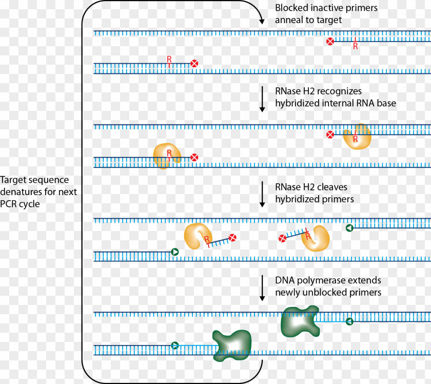 Primer Ribonuclease H Polymerase Chain Reaction RNase H-dependent PCR PNG