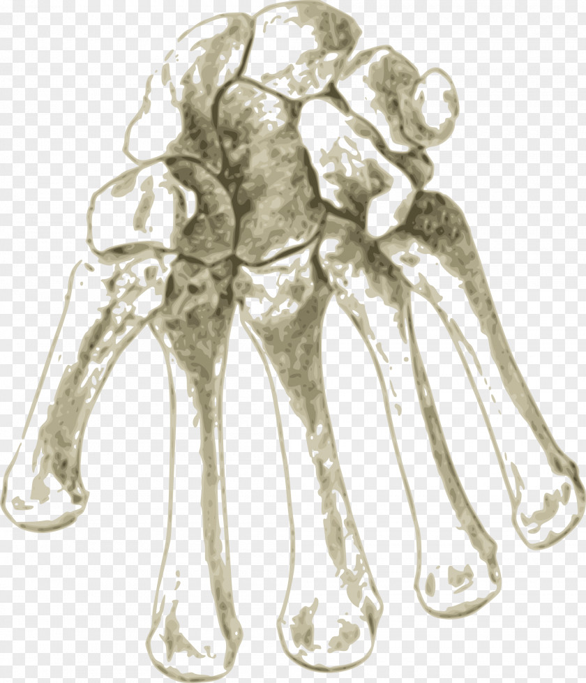 Bone Carpal Bones Arm Human Skeleton Clip Art PNG