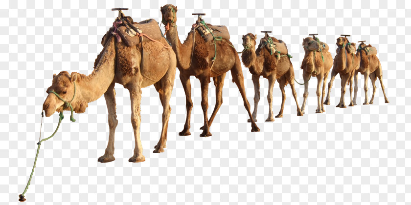 Desert Dromedary Bactrian Camel Sahara Clip Art PNG