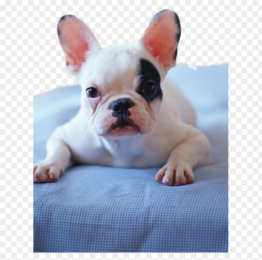 Dog Bed Chihuahua Pug Maltese French Bulldog PNG