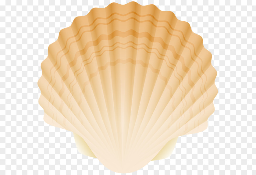 Seashell Cartoon Cockle Conchology Fan PNG