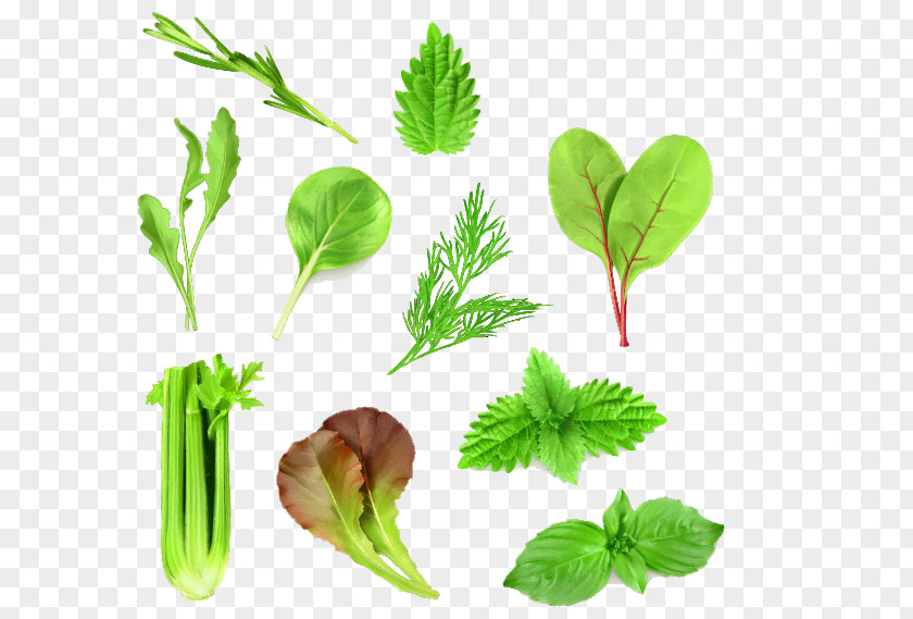 Vegetable Collection Leaf Lettuce Arugula PNG