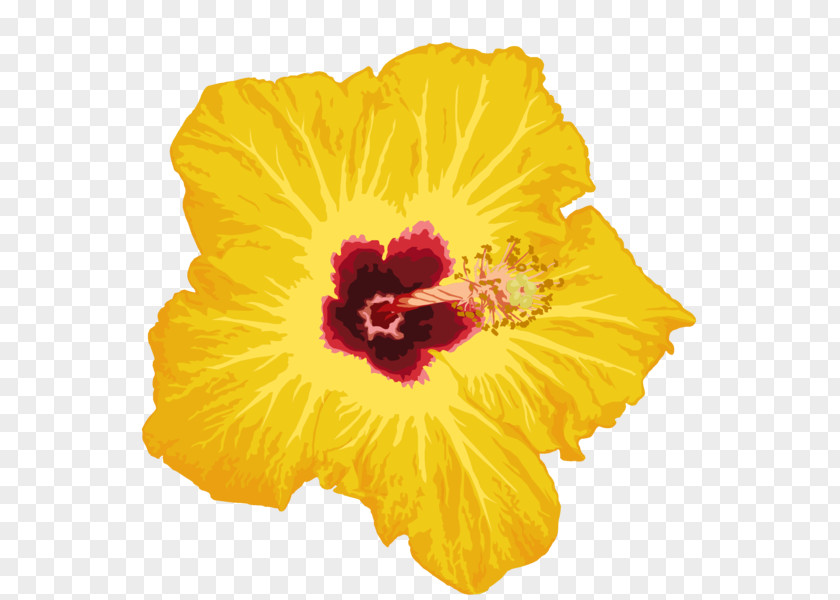 Flower Yellow Photography PNG