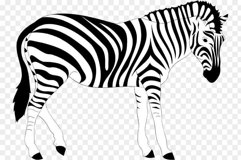 Zebra Clip Art PNG