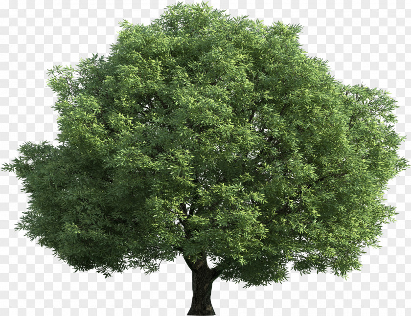 Californian White Oak California Live Tree Drawing PNG