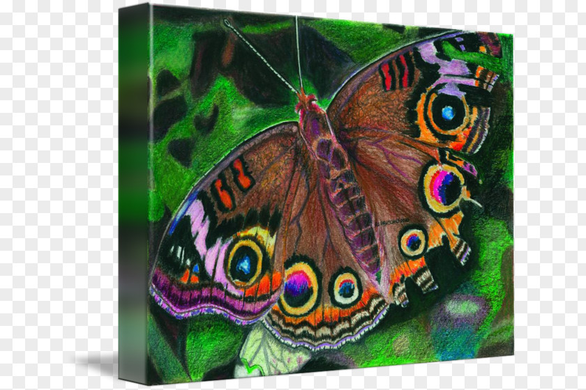 Glossy Butterflys Nymphalidae Butterfly PNG