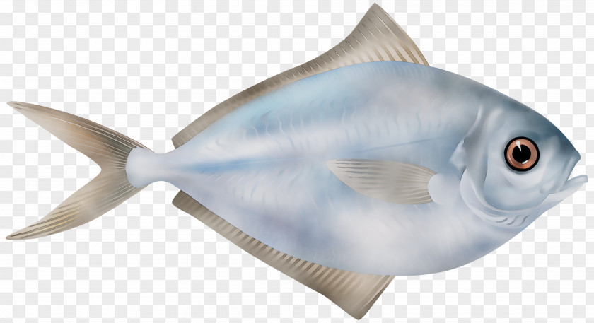 Marine Biology Mammal Milkfish PNG