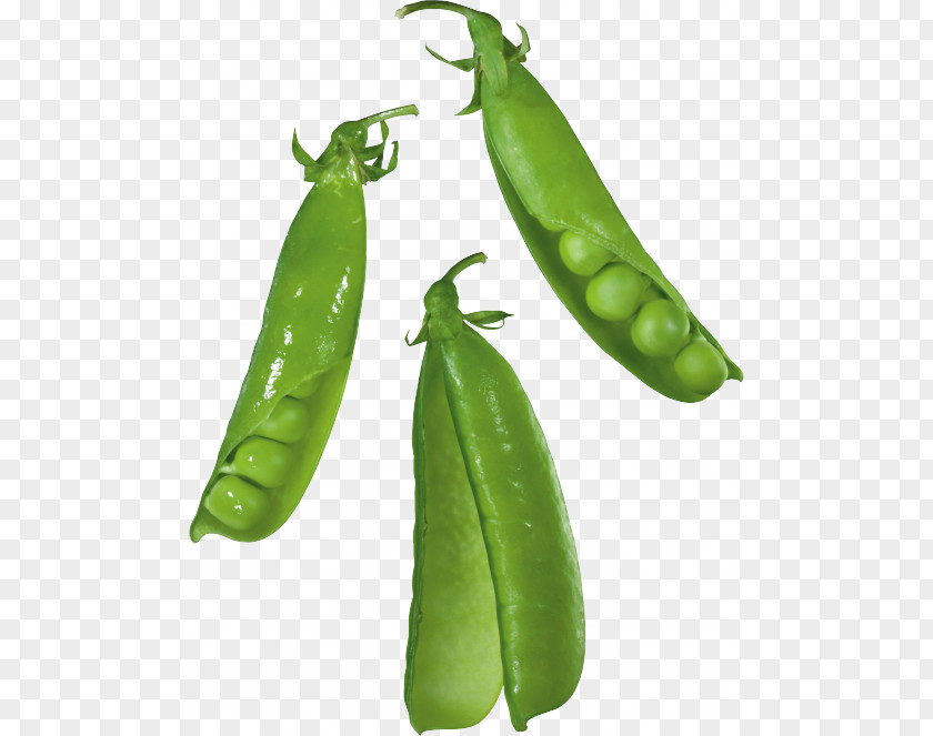 Pea Snap Silique PNG