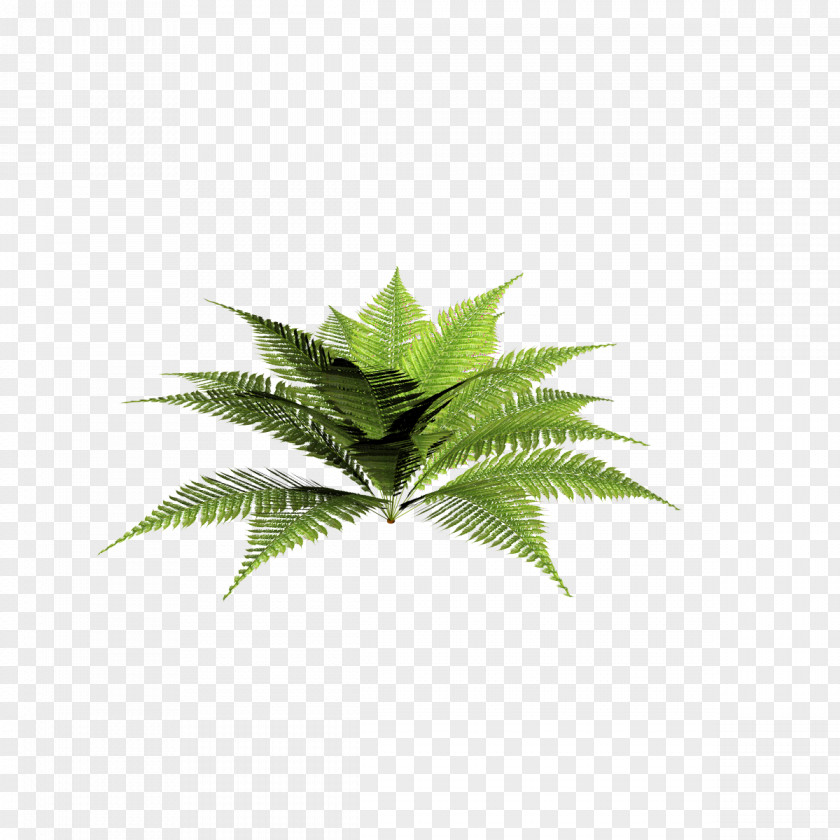 Plants Plant Blechnum Discolor Dryopteris Filix-mas Fern PNG