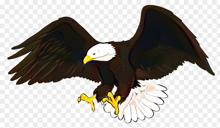 Sea Eagle Falconiformes Bird PNG