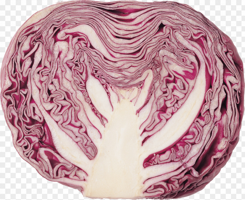 Vegetable Red Cabbage Coleslaw Clip Art PNG