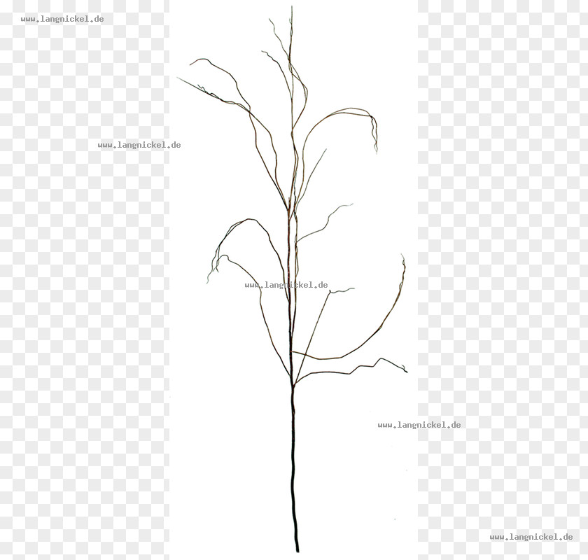 Design Grasses Drawing Plant Stem /m/02csf PNG