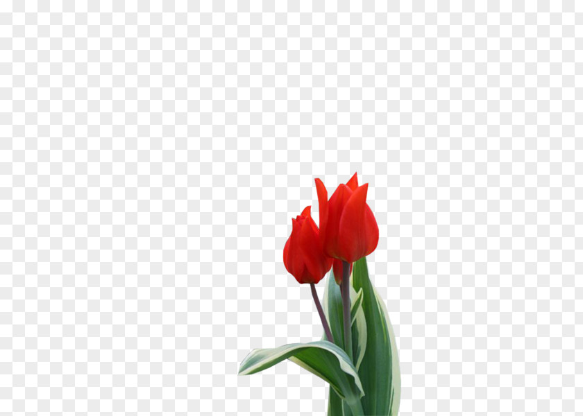 Tulip Jersey Lily Cut Flowers Plant Stem Bud PNG