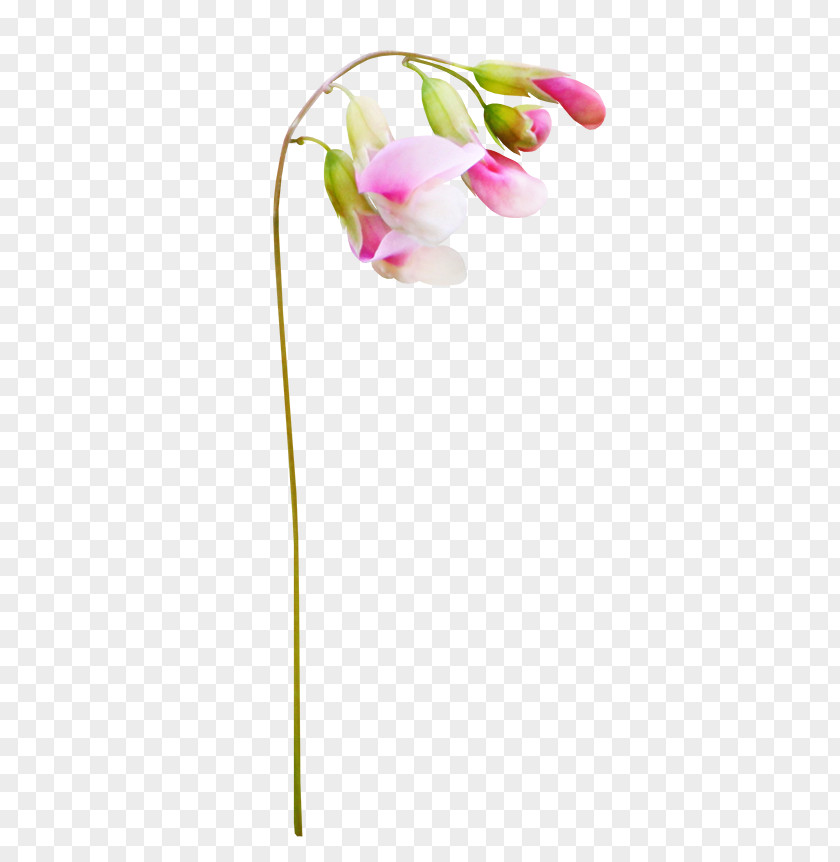 Wildflowers Free Pull Material Flower PNG