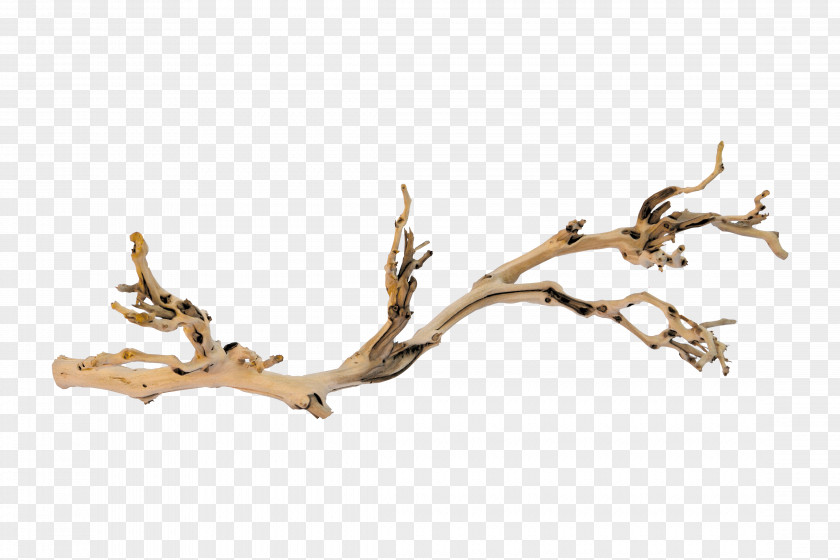 Branches PNG clipart PNG