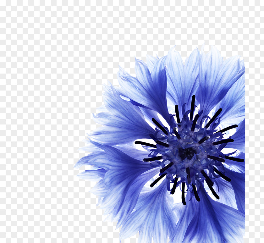 Flower Cornflower Petal Botany PNG