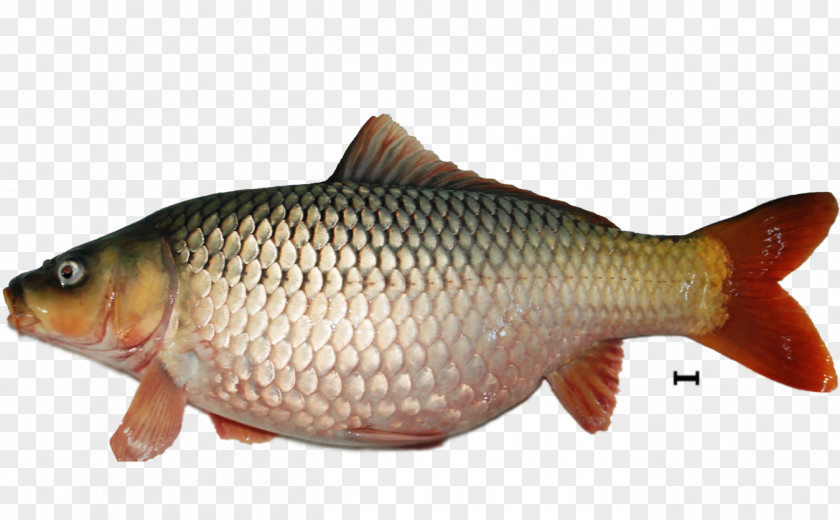 Ikan Fish Koi Carp Giant Gourami Mangrove Red Snapper PNG