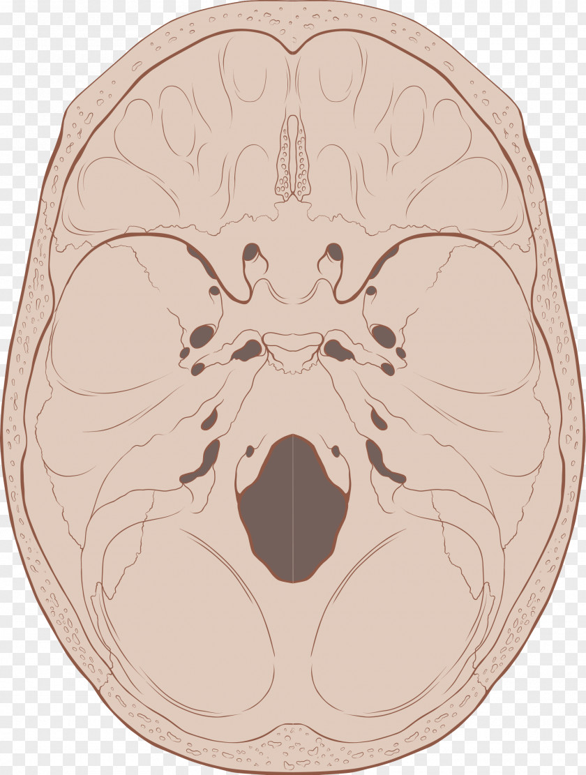 Image Of Skull Base Foramen Magnum Bone Anatomy PNG