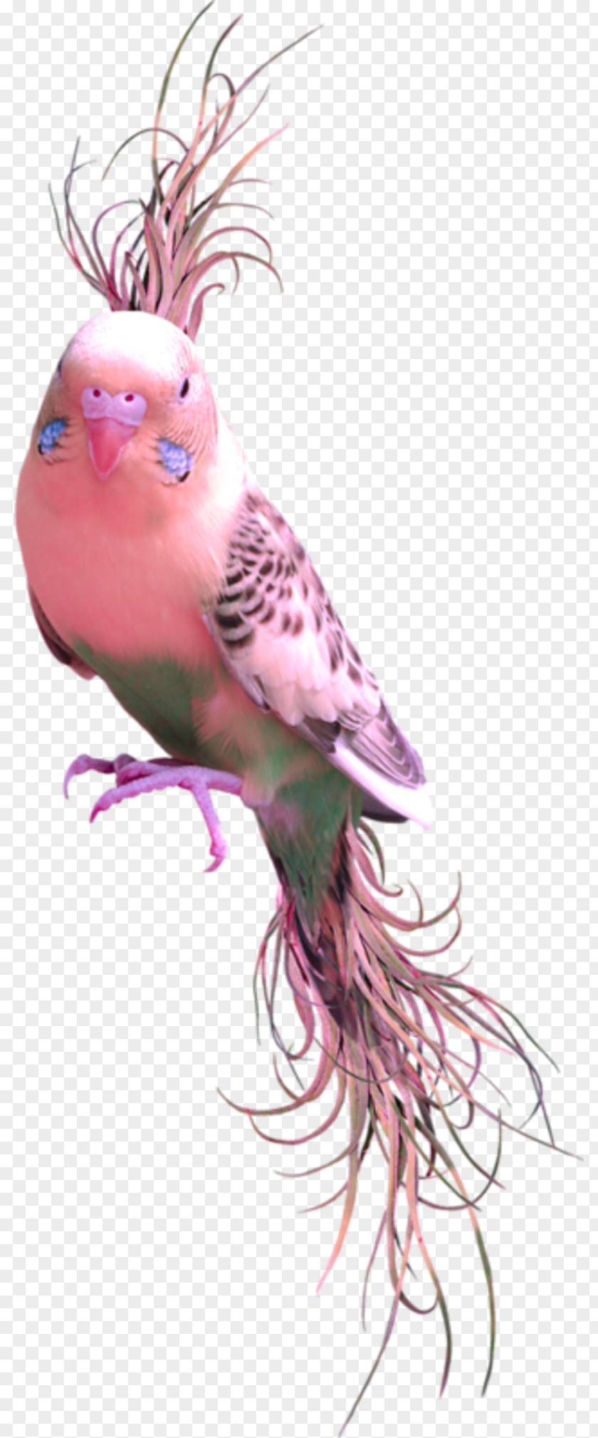 Parrot Bird Clip Art PNG