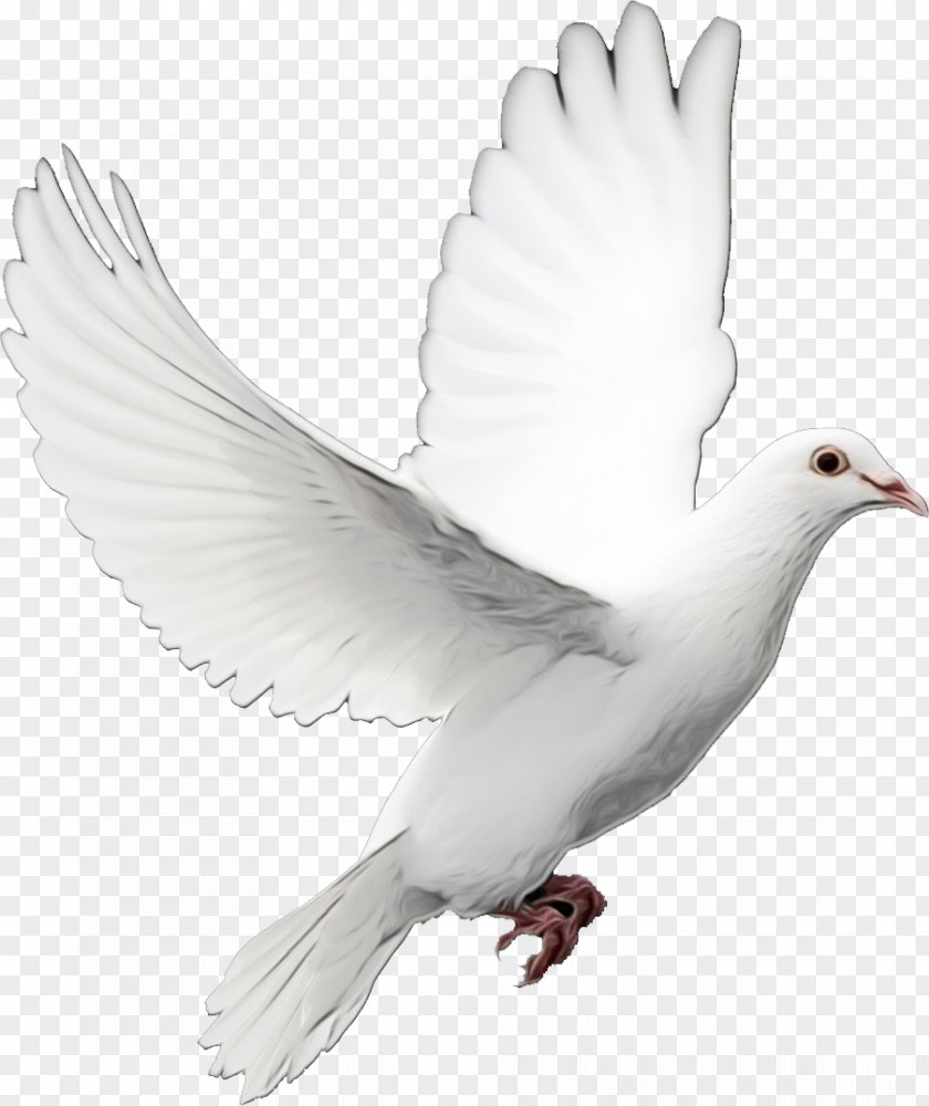 Tail Peace Dove Bird PNG
