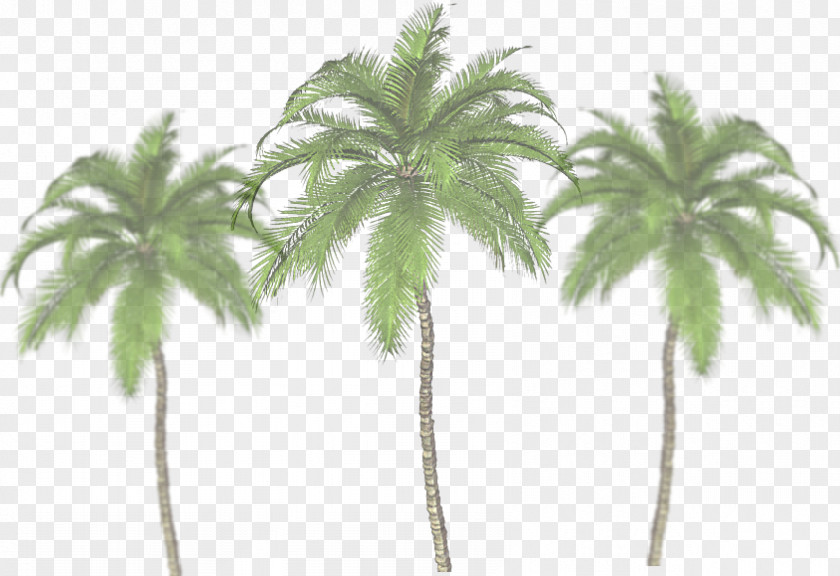 Tree Palm Trees Image Clip Art JPEG PNG