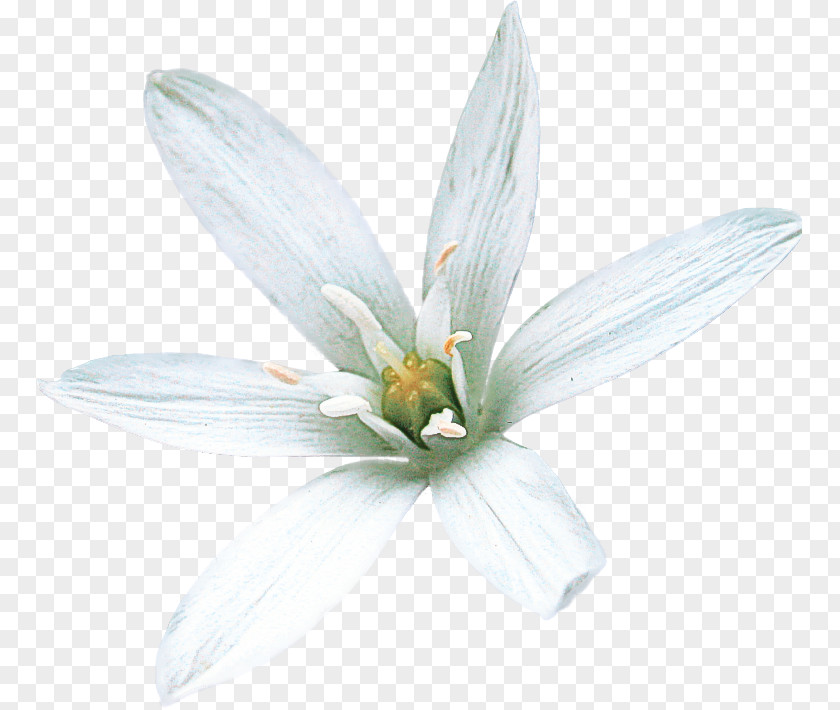 White Petal Flower Plant Wildflower PNG