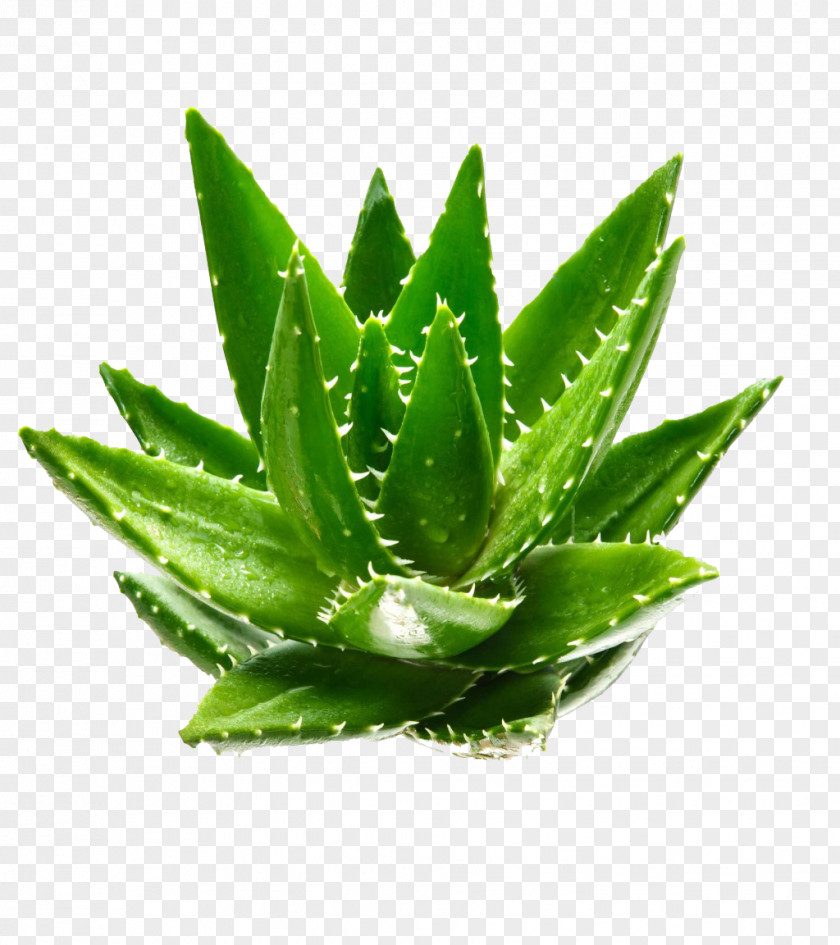Aloe Vera Gel Aloin Euclidean Vector Green PNG