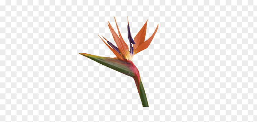 Bird Of Paradise Flower Bird-of-paradise Plant Symbolism PNG